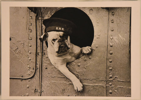 Bulldog - Postcard